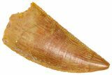 Serrated Raptor Tooth - Real Dinosaur Tooth #361013-1